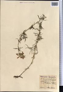 Dracocephalum ruyschiana L., Middle Asia, Northern & Central Kazakhstan (M10) (Kazakhstan)