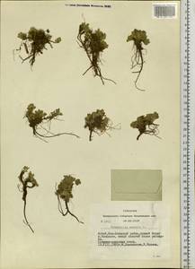 Potentilla acaulis L., Siberia, Altai & Sayany Mountains (S2) (Russia)