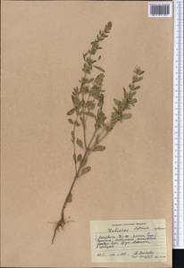 Lallemantia royleana (Benth.) Benth., Middle Asia, Western Tian Shan & Karatau (M3) (Kyrgyzstan)
