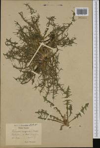 Taraxacum marginatum (Dahlst.) Dahlst., Western Europe (EUR) (Sweden)