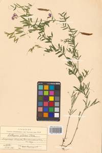 Lathyrus palustris subsp. palustris, Siberia, Russian Far East (S6) (Russia)