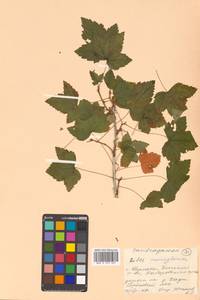 Ribes nigrum L., Siberia, Russian Far East (S6) (Russia)
