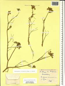 Echinophora orientalis Hedge & Lamond, Caucasus, Armenia (K5) (Armenia)
