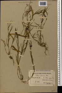 Lathyrus sphaericus Retz., Caucasus, Azerbaijan (K6) (Azerbaijan)