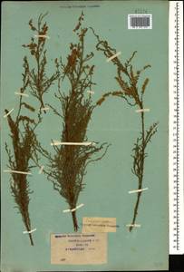 Tamarix gracilis Willd., Caucasus, Krasnodar Krai & Adygea (K1a) (Russia)