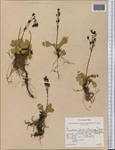 Micranthes lyallii subsp. hultenii (Calder & Savile) Elven & D.F.Murray, America (AMER) (United States)