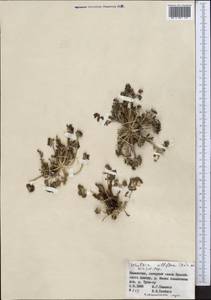 Schulzia albiflora (Kar. & Kir.) Popov, Middle Asia, Northern & Central Tian Shan (M4) (Kazakhstan)