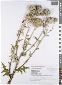 Echinops sphaerocephalus L., Eastern Europe, Central region (E4) (Russia)