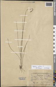 Triglochin palustris L., Middle Asia, Northern & Central Kazakhstan (M10) (Kazakhstan)