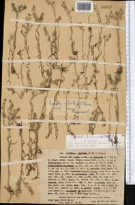 Rochelia retorta (Pall.) Lipsky, Middle Asia, Western Tian Shan & Karatau (M3) (Kazakhstan)