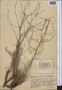 Seseli tenuisectum Regel & Schmalh., Middle Asia, Western Tian Shan & Karatau (M3) (Kazakhstan)