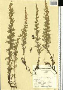 Artemisia austriaca Jacq., Eastern Europe, Central region (E4) (Russia)