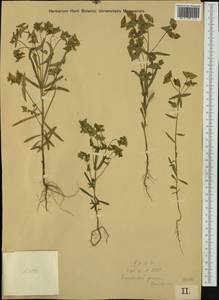 Euphorbia taurinensis All., Western Europe (EUR) (Hungary)