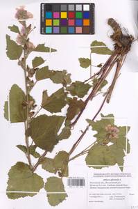 Althaea officinalis L., Eastern Europe, Rostov Oblast (E12a) (Russia)