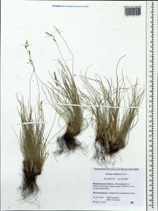 Festuca valesiaca Schleich. ex Gaudin, Eastern Europe, Central forest-and-steppe region (E6) (Russia)