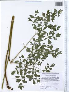 Thalictrum simplex subsp. amurense (Maxim.) Hand, Siberia, Russian Far East (S6) (Russia)