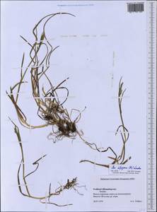 Poa alpigena Lindm., Western Europe (EUR) (Svalbard and Jan Mayen)