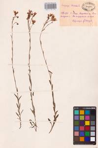 Saxifraga hirculus L., Eastern Europe, Central region (E4) (Russia)