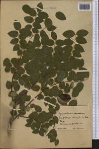 Gymnocladus dioica (L.)K.Koch, America (AMER) (Russia)
