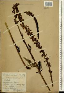 Pedicularis incarnata L., Siberia, Altai & Sayany Mountains (S2) (Russia)