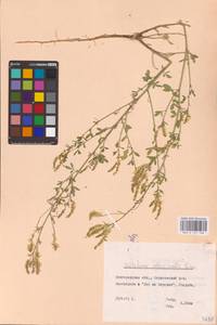 Melilotus officinalis (L.) Lam., Eastern Europe, Central forest-and-steppe region (E6) (Russia)