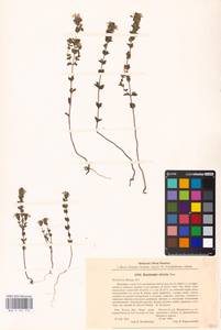 MHA 0 161 774, Euphrasia stricta J.P.Wolff ex J.F.Lehm., Eastern Europe, Belarus (E3a) (Belarus)