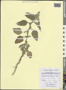 Amaranthus retroflexus L., Caucasus, Black Sea Shore (from Novorossiysk to Adler) (K3) (Russia)
