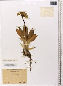Primula crassifolia Lehm., Caucasus, Stavropol Krai, Karachay-Cherkessia & Kabardino-Balkaria (K1b) (Russia)
