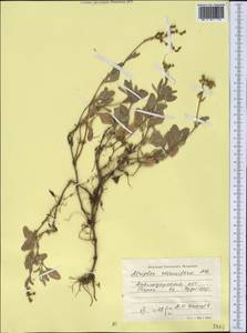 Halimione verrucifera (M. Bieb.) Aellen, Middle Asia, Northern & Central Kazakhstan (M10) (Kazakhstan)