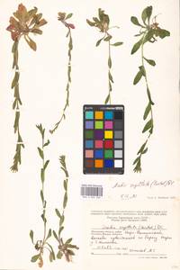 Arabis sagittata (Bertol.) DC., Eastern Europe, Moscow region (E4a) (Russia)