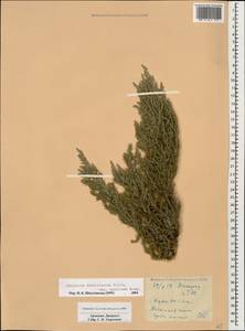 Juniperus foetidissima Willd., Caucasus, Armenia (K5) (Armenia)