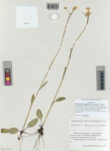 Tephroseris integrifolia (L.) Holub, Siberia, Altai & Sayany Mountains (S2) (Russia)