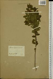 Spiraea hypericifolia L., Siberia, Central Siberia (S3) (Russia)