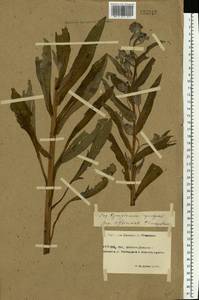 Cynoglossum officinale L., Eastern Europe, Rostov Oblast (E12a) (Russia)
