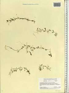 Callitriche palustris L., Eastern Europe, Central region (E4) (Russia)