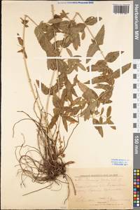 Veronica teucrium L., Eastern Europe, Lower Volga region (E9) (Russia)