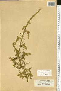 Lycopodium clavatum L., Siberia, Russian Far East (S6) (Russia)