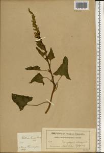 Blitum bonus-henricus (L.) Rchb., Eastern Europe, Moscow region (E4a) (Russia)