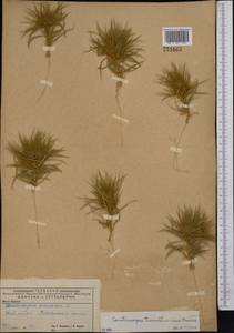 Ceratocarpus arenarius L., Middle Asia, Caspian Ustyurt & Northern Aralia (M8) (Kazakhstan)