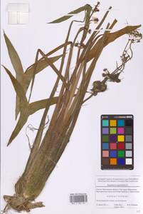 Sagittaria sagittifolia L., Eastern Europe, Moscow region (E4a) (Russia)