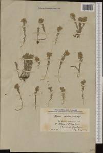 Odontarrhena sibirica (Willd.) Spaniel, Al-Shehbaz, D. A. German & Marhold, Western Europe (EUR) (North Macedonia)