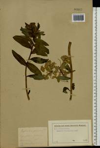 Euphorbia palustris L., Eastern Europe, Moscow region (E4a) (Russia)