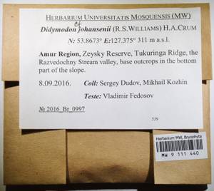 MW 9 111 440, Husnotiella johansenii (R.S. Williams) J.A. Jiménez & M.J. Cano, Bryophytes, Bryophytes - Russian Far East (excl. Chukotka & Kamchatka) (B20) (Russia)
