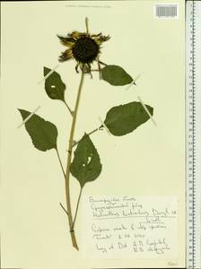Helianthus annuus L., Eastern Europe, Lower Volga region (E9) (Russia)