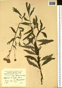 Cirsium arvense, Siberia, Yakutia (S5) (Russia)