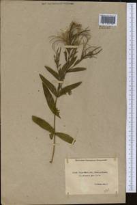 Epilobium hirsutum L., Middle Asia, Northern & Central Kazakhstan (M10) (Kazakhstan)