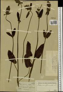 Betonica officinalis L., Siberia, Altai & Sayany Mountains (S2) (Russia)