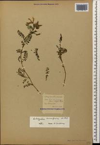 Astragalus laxmannii subsp. viciifolius (S. L. Welsh) D. Podlech, Caucasus (no precise locality) (K0)
