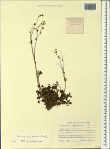 Ranunculus sardous Crantz, Caucasus, Abkhazia (K4a) (Abkhazia)