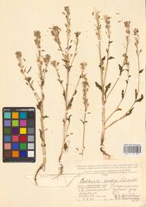 Cochlearia groenlandica L., Eastern Europe, Northern region (E1) (Russia)